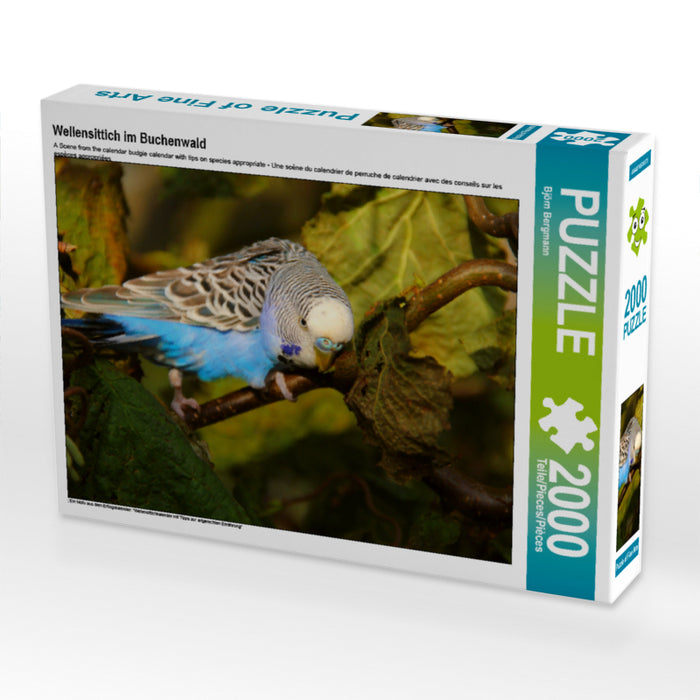 Budgerigar in the beech forest - CALVENDO photo puzzle 