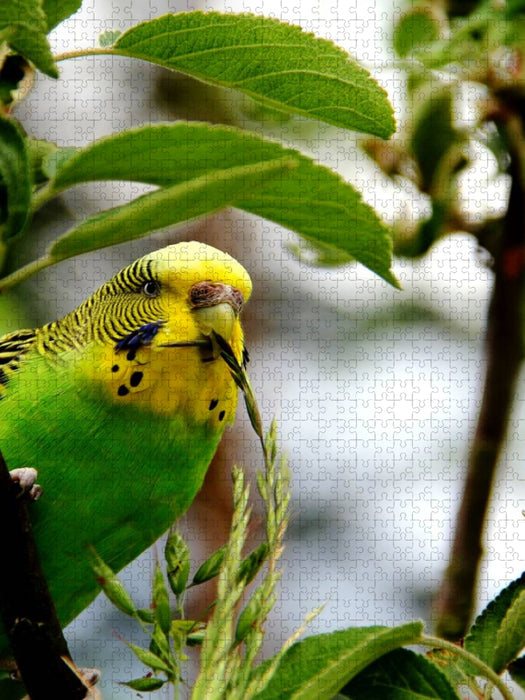Wellensittich - glückliche Wellihenne bei der Nahrungsaufnahme! - CALVENDO Foto-Puzzle'
