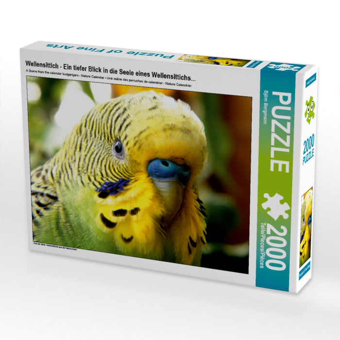 Wellensittich - Ein tiefer Blick in die Seele eines Wellensittichs... 2000 Teile Puzzle quer - CALVENDO Foto-Puzzle'