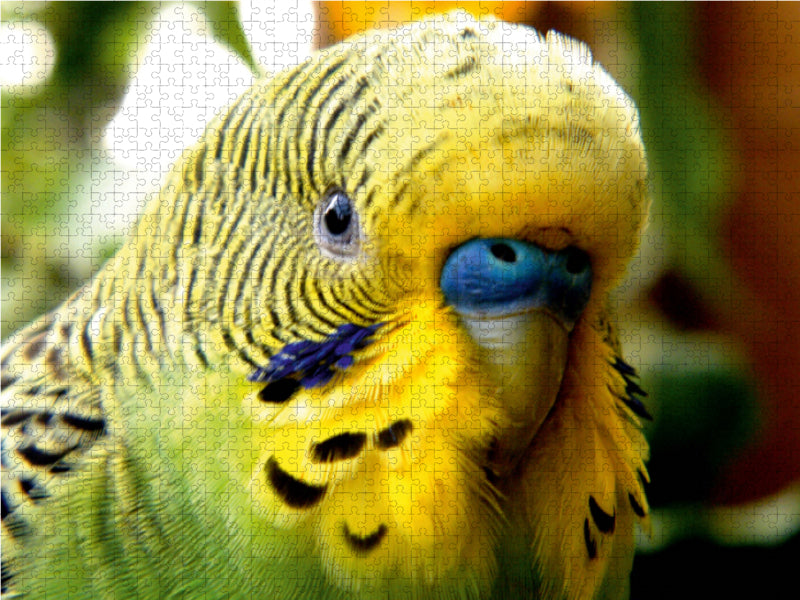 Wellensittich - Ein tiefer Blick in die Seele eines Wellensittichs... 2000 Teile Puzzle quer - CALVENDO Foto-Puzzle'