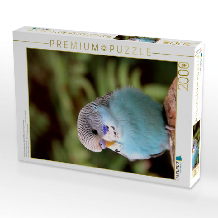 Wilde Wellensittiche - Der Nr. 1 Bestseller als Leinwand! - CALVENDO Foto-Puzzle'