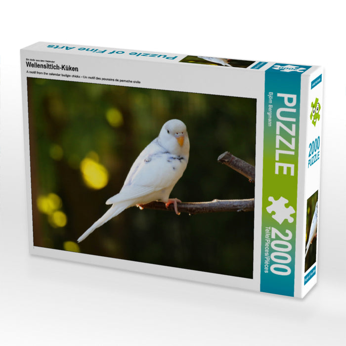 Budgie chicks - CALVENDO photo puzzle 