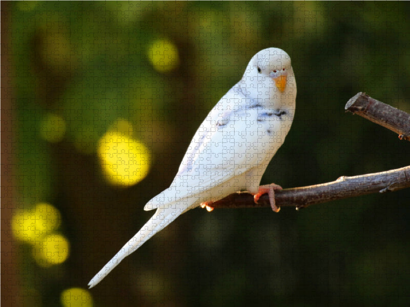Budgie chicks - CALVENDO photo puzzle 