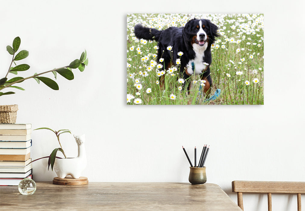 Premium Textil-Leinwand Premium Textil-Leinwand 120 cm x 80 cm quer Berner Sennenhund