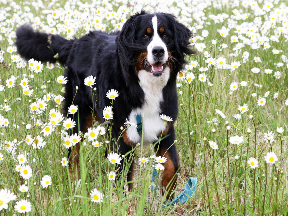 Berner Sennenhund - CALVENDO Foto-Puzzle'