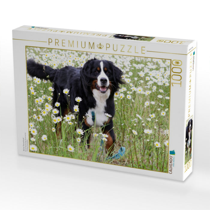 Berner Sennenhund - CALVENDO Foto-Puzzle'
