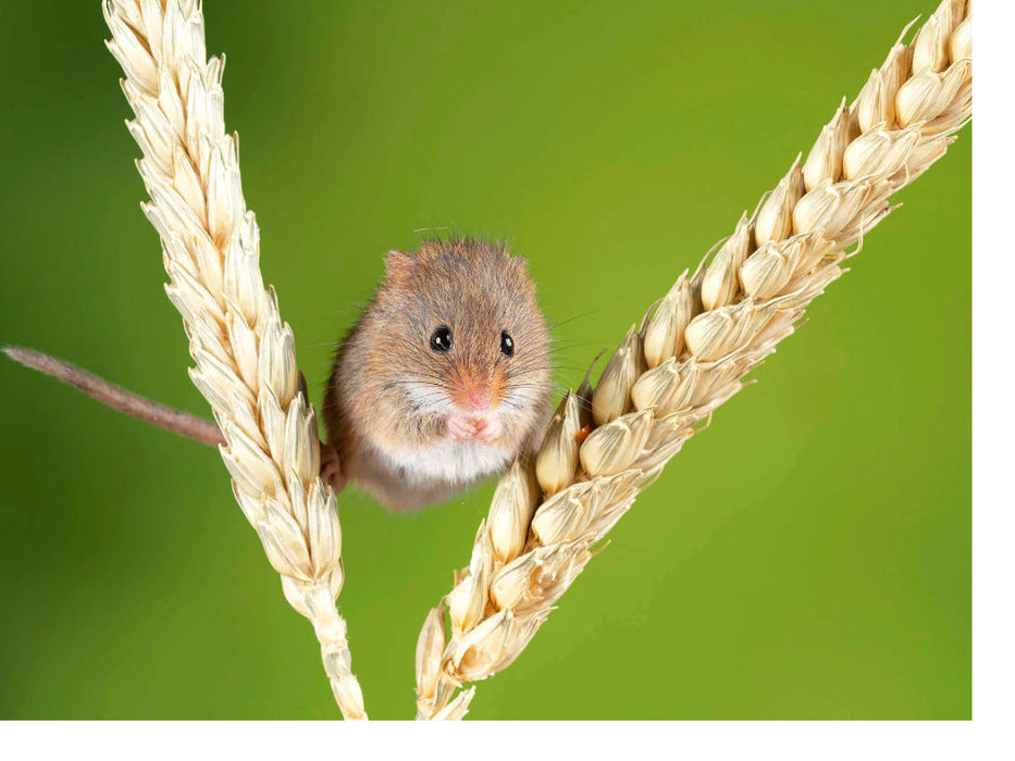 Niedliche Zwergmaus balanciert zwischen zwei Ähren. - CALVENDO Foto-Puzzle'