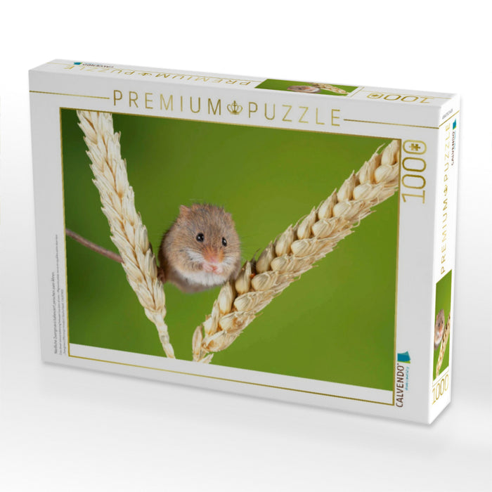 Niedliche Zwergmaus balanciert zwischen zwei Ähren. - CALVENDO Foto-Puzzle'
