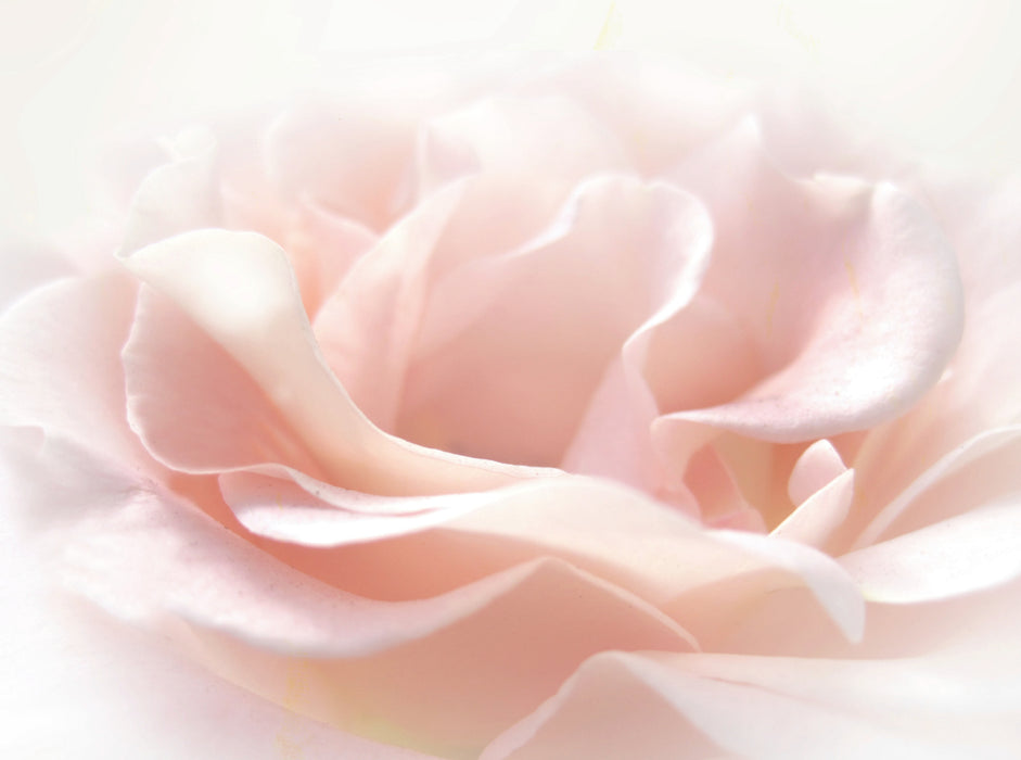 Die rosa Rose 2000 Teile Puzzle quer - CALVENDO Foto-Puzzle'