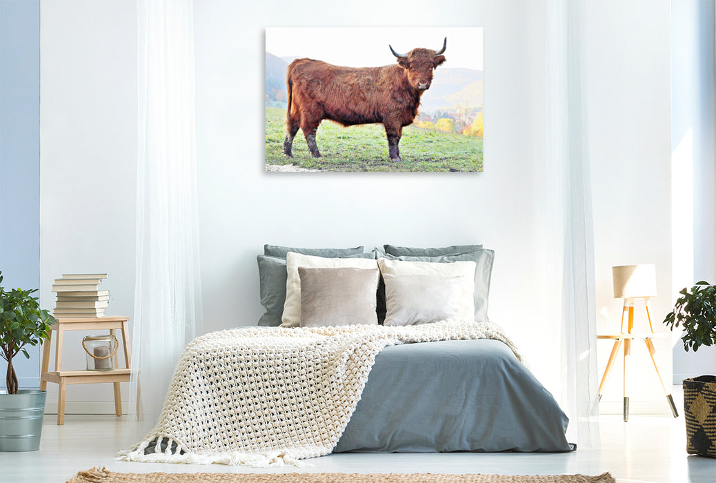 Premium Textil-Leinwand Premium Textil-Leinwand 120 cm x 80 cm quer Ein Motiv aus dem Kalender Highland Cattle, die Hochlandrinder aus Pfeffingen