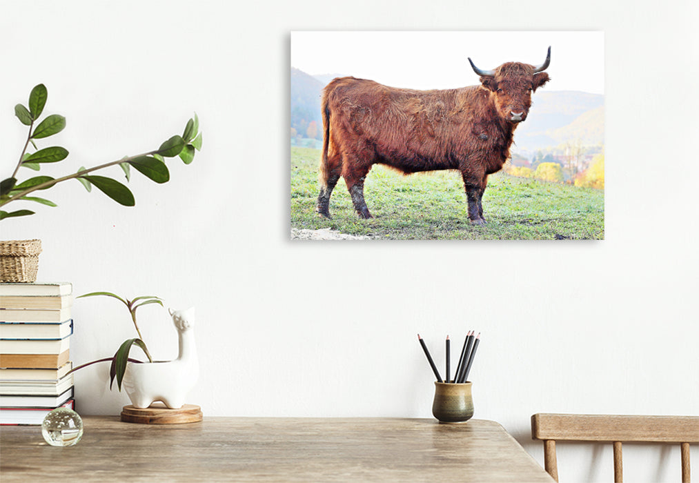 Premium Textil-Leinwand Premium Textil-Leinwand 120 cm x 80 cm quer Ein Motiv aus dem Kalender Highland Cattle, die Hochlandrinder aus Pfeffingen