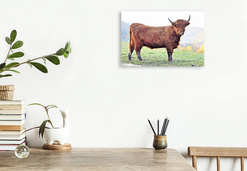 Premium Textil-Leinwand Premium Textil-Leinwand 120 cm x 80 cm quer Ein Motiv aus dem Kalender Highland Cattle, die Hochlandrinder aus Pfeffingen