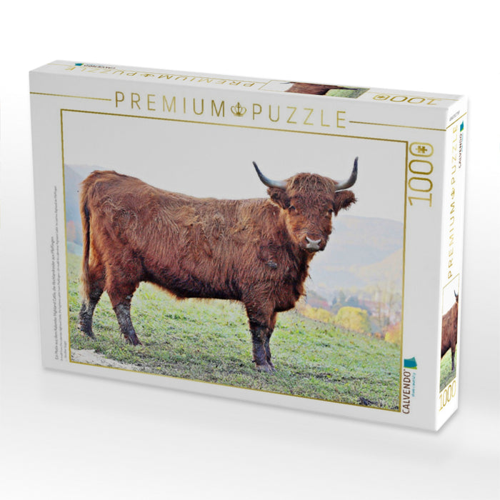 Ein Motiv aus dem Kalender Highland Cattle, die Hochlandrinder aus Pfeffingen - CALVENDO Foto-Puzzle'