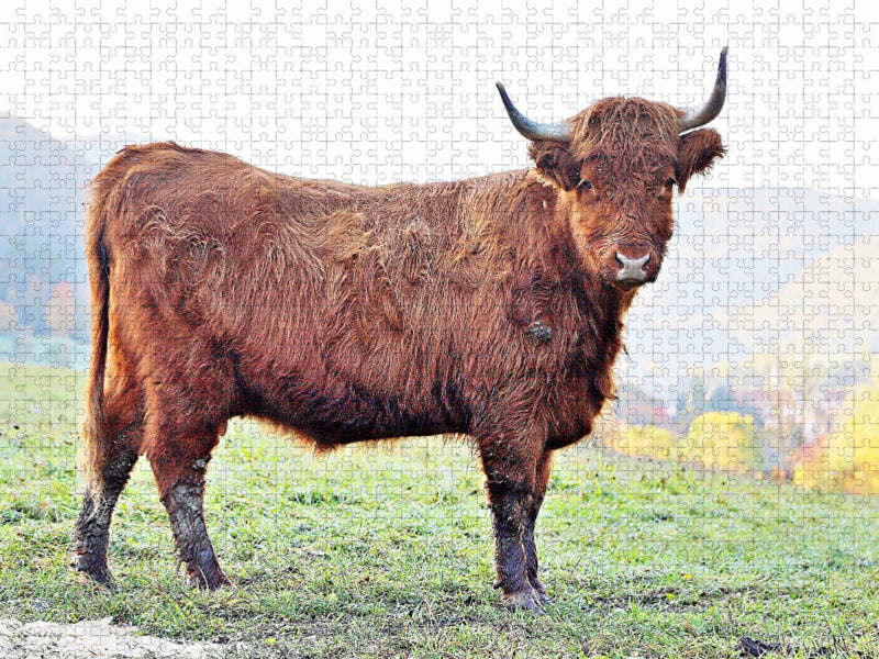 Ein Motiv aus dem Kalender Highland Cattle, die Hochlandrinder aus Pfeffingen - CALVENDO Foto-Puzzle'