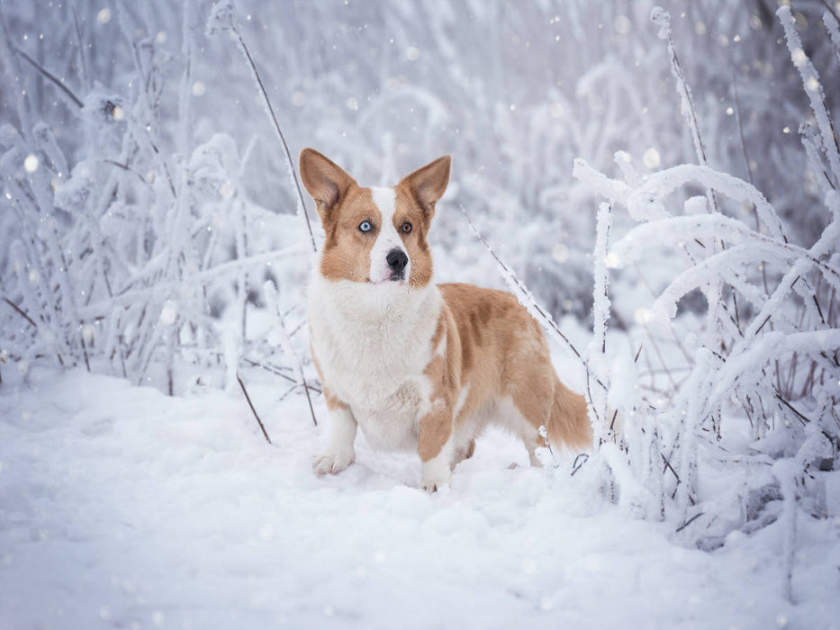 Welsh Corgi im Schnee - CALVENDO Foto-Puzzle'