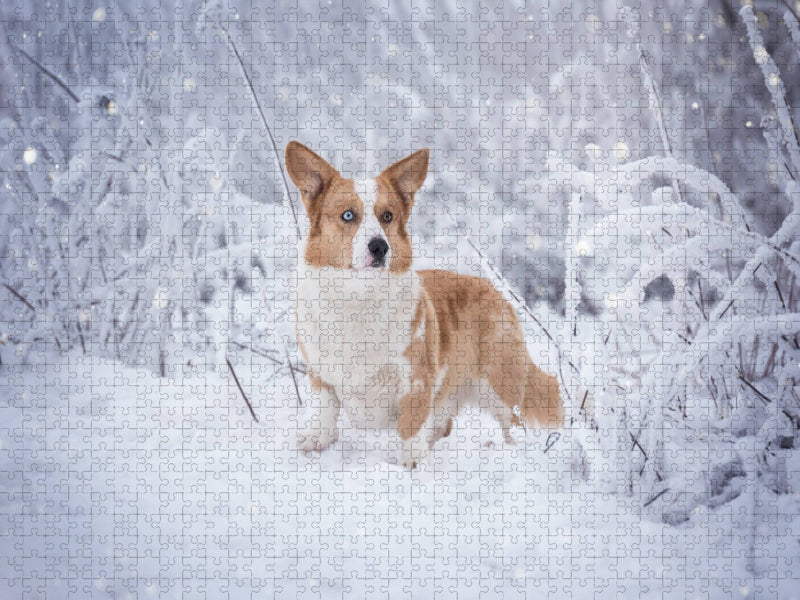 Welsh Corgi im Schnee - CALVENDO Foto-Puzzle'
