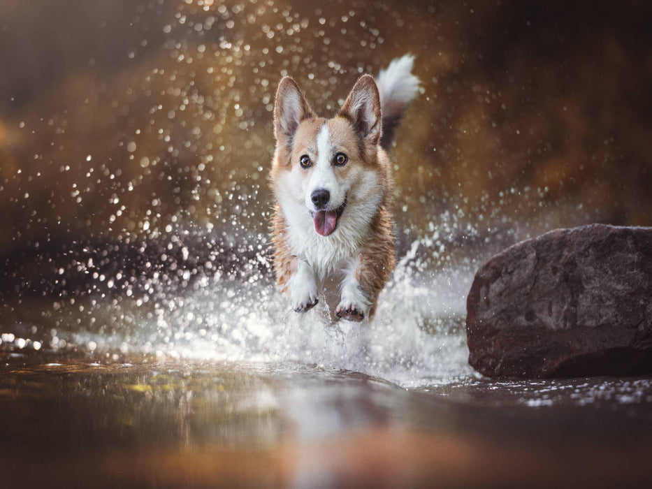 Wasseraction mit Welsh Corgi Molly - CALVENDO Foto-Puzzle'