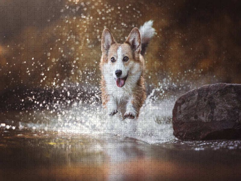 Wasseraction mit Welsh Corgi Molly - CALVENDO Foto-Puzzle'