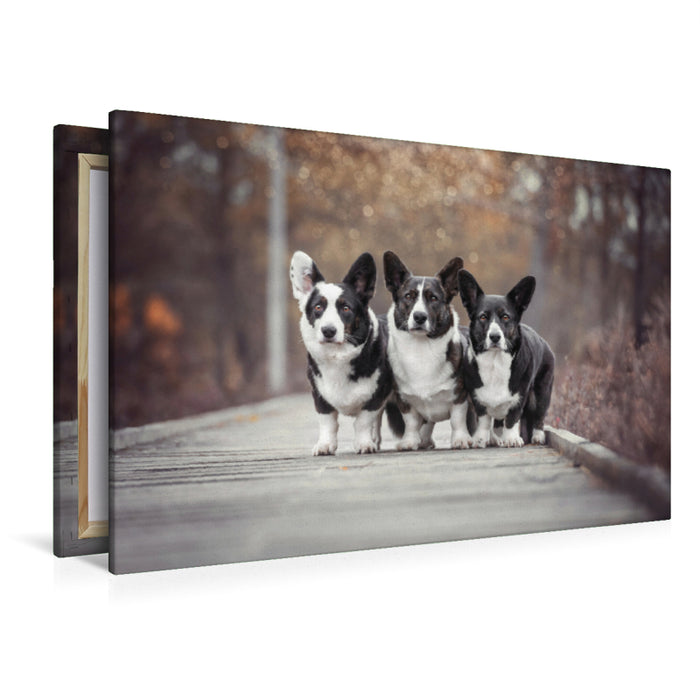 Premium Textil-Leinwand Welsh Corgi Trio