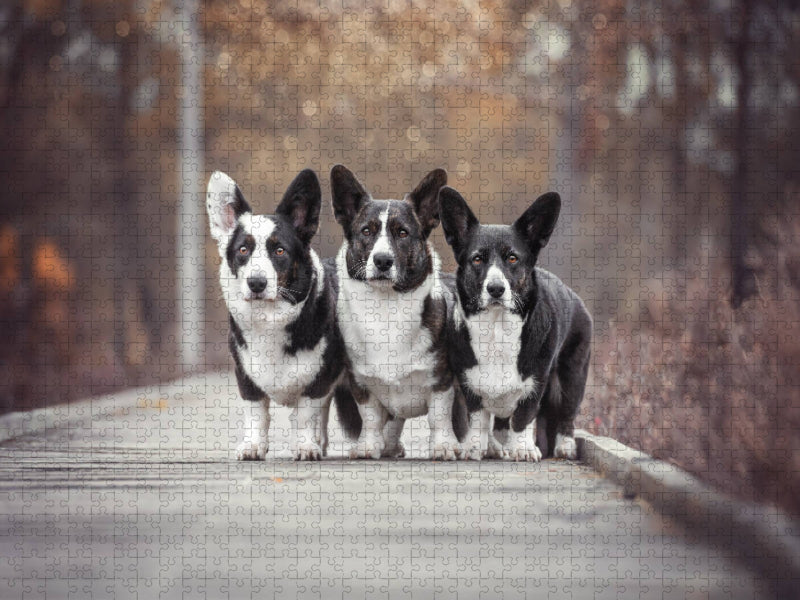 Welsh Corgi Trio - CALVENDO Foto-Puzzle'
