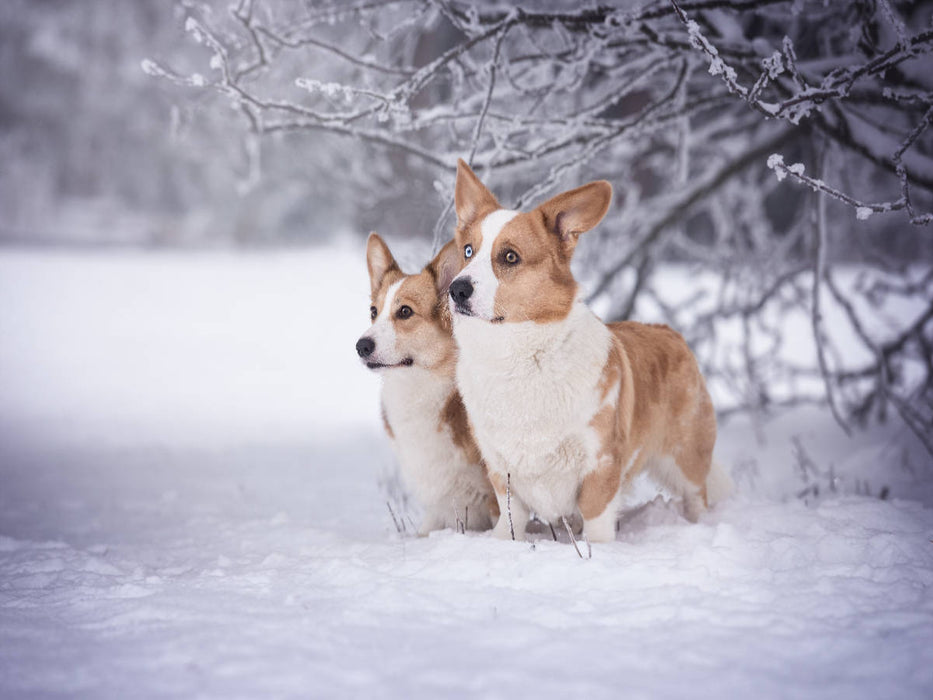 Winterzauber mit den Corgwn - CALVENDO Foto-Puzzle'