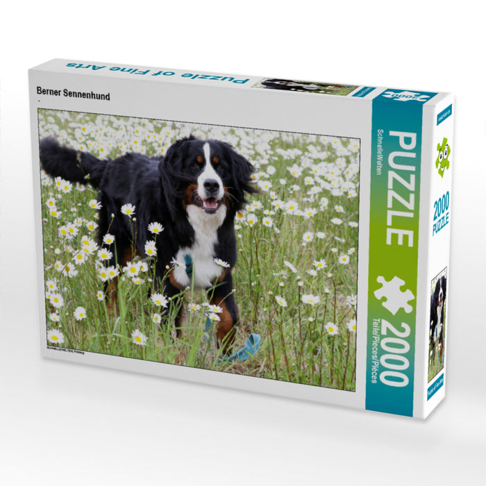 Berner Sennenhund 2000 Teile Puzzle quer - CALVENDO Foto-Puzzle'