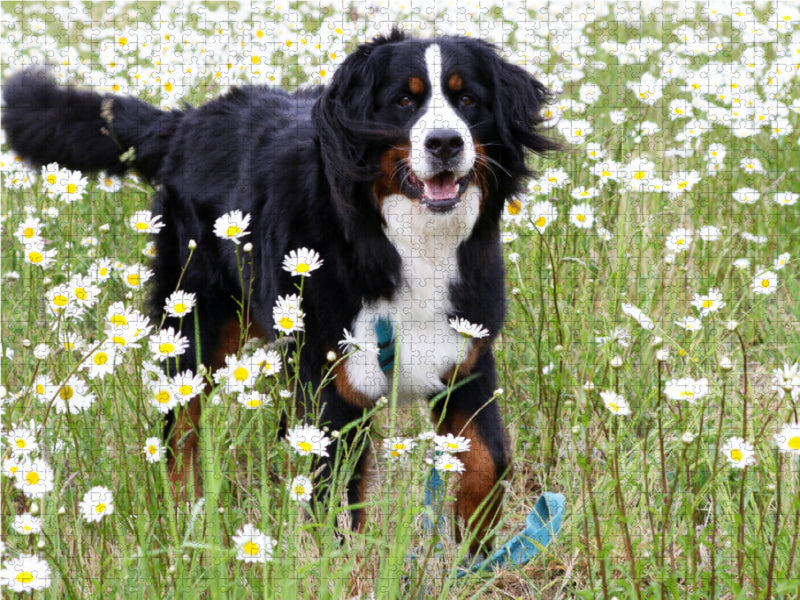 Berner Sennenhund 2000 Teile Puzzle quer - CALVENDO Foto-Puzzle'