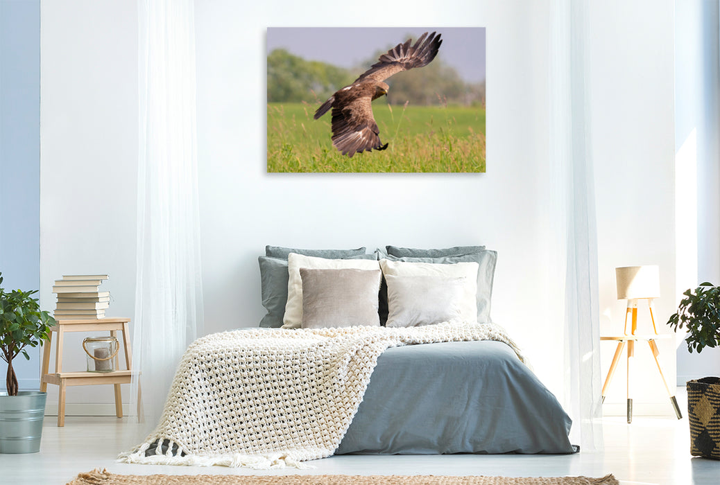 Premium textile canvas Premium textile canvas 120 cm x 80 cm landscape Lesser Spotted Eagle, adult bird approaching 