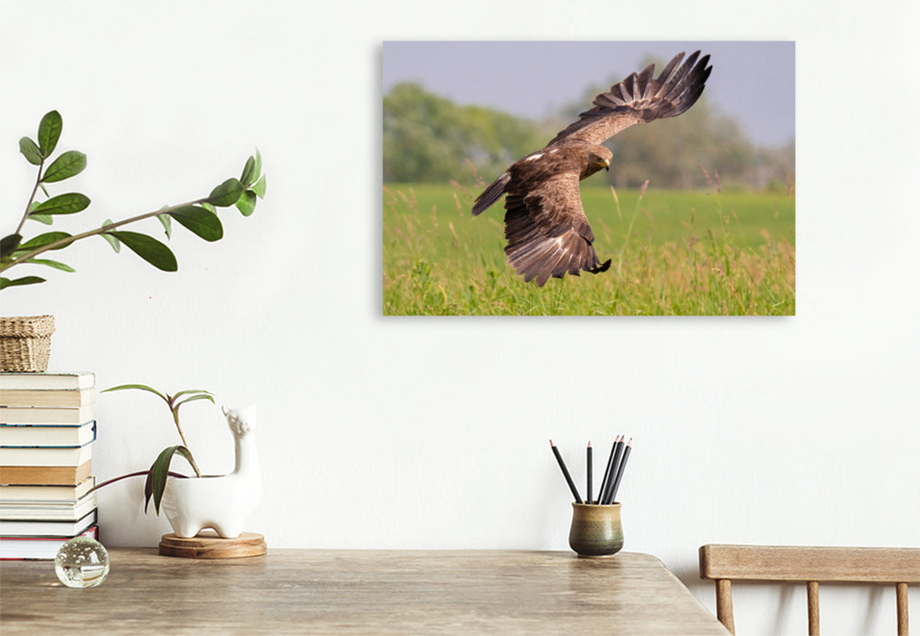 Premium textile canvas Premium textile canvas 120 cm x 80 cm landscape Lesser Spotted Eagle, adult bird approaching 