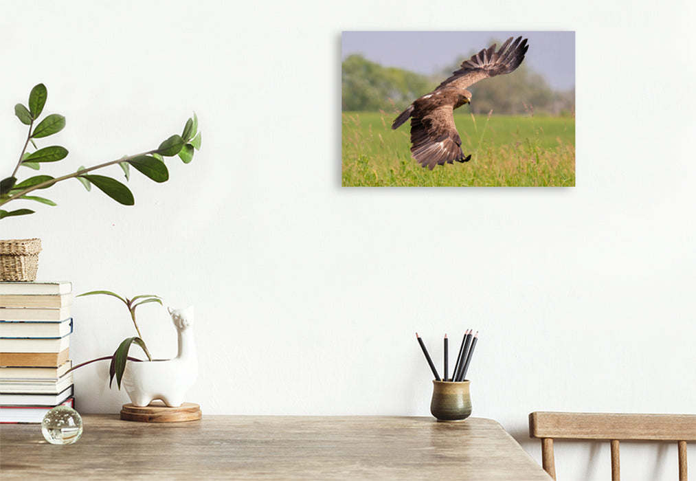 Premium textile canvas Premium textile canvas 120 cm x 80 cm landscape Lesser Spotted Eagle, adult bird approaching 