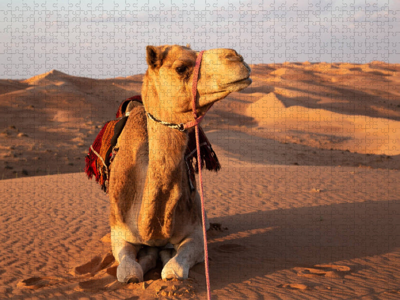 Ruhendes Kamel in der Wüste, Wahiba Sands - CALVENDO Foto-Puzzle'