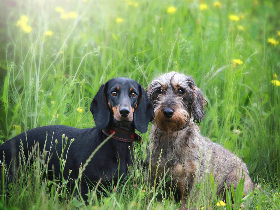 Zambi und Ugo sind beste Freunde - CALVENDO Foto-Puzzle'