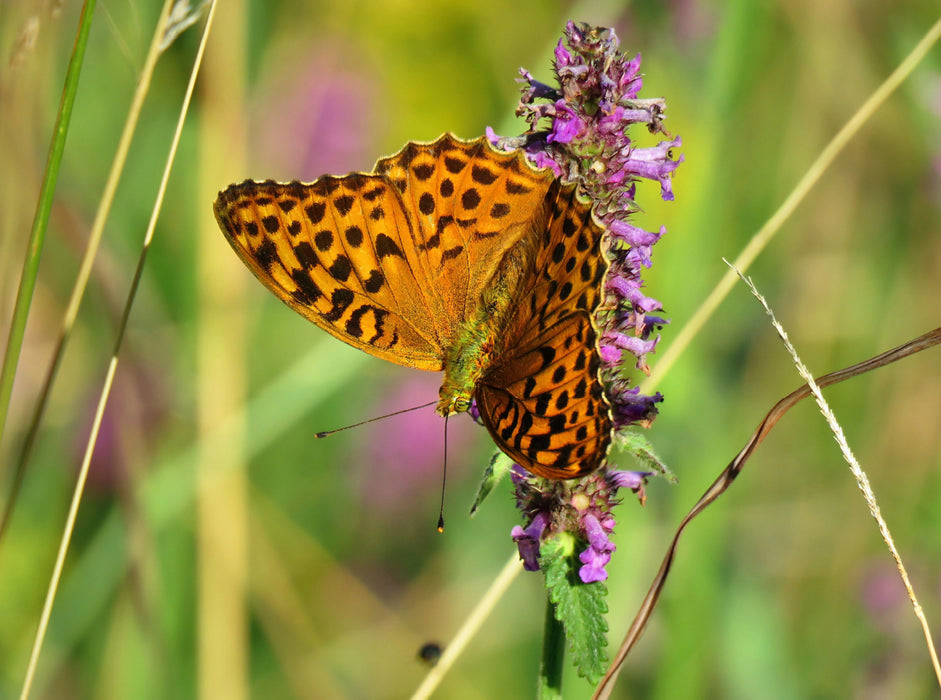 Kaisermantel / Argynnis paphia 2000 Teile Puzzle quer - CALVENDO Foto-Puzzle'