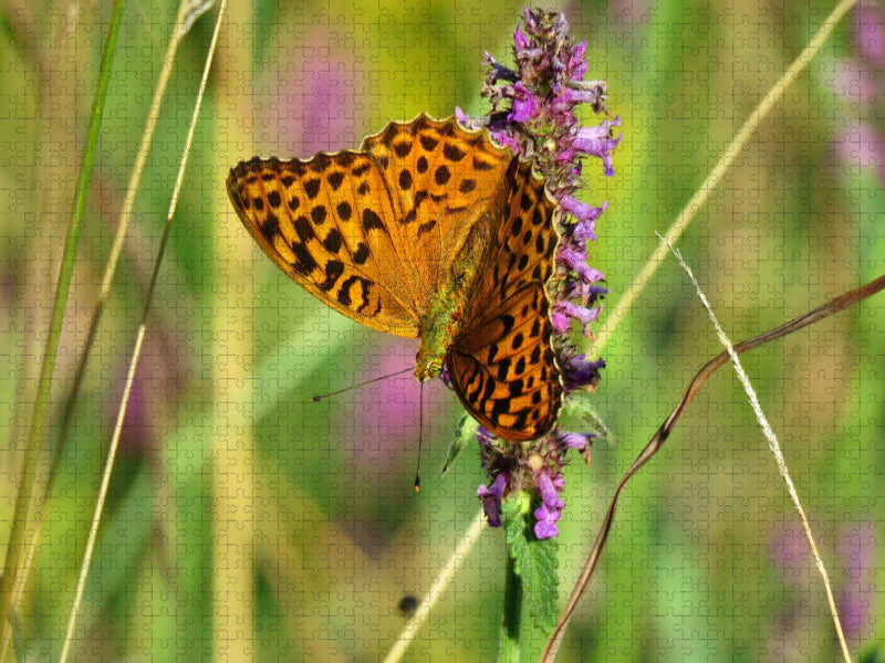 Manteau impérial / Argynnis paphia - Puzzle photo CALVENDO 