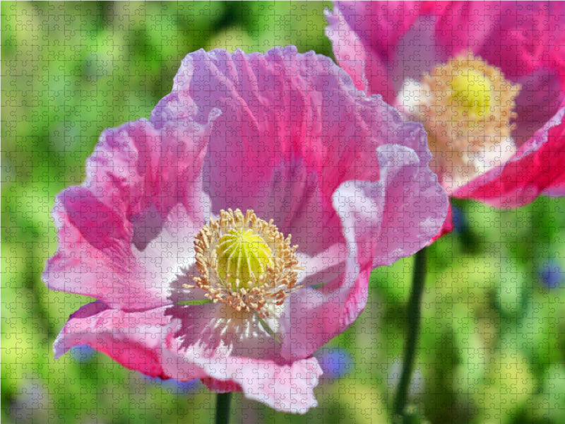 Poppy portrait - CALVENDO photo puzzle 