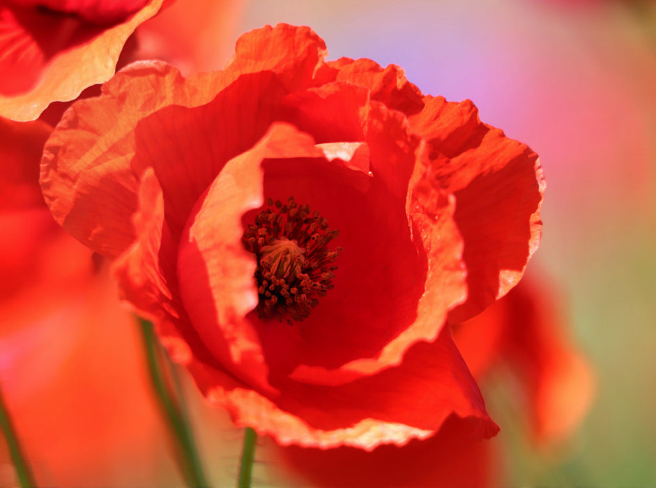 Klatschmohn ganz nah 2000 Teile Puzzle quer - CALVENDO Foto-Puzzle'