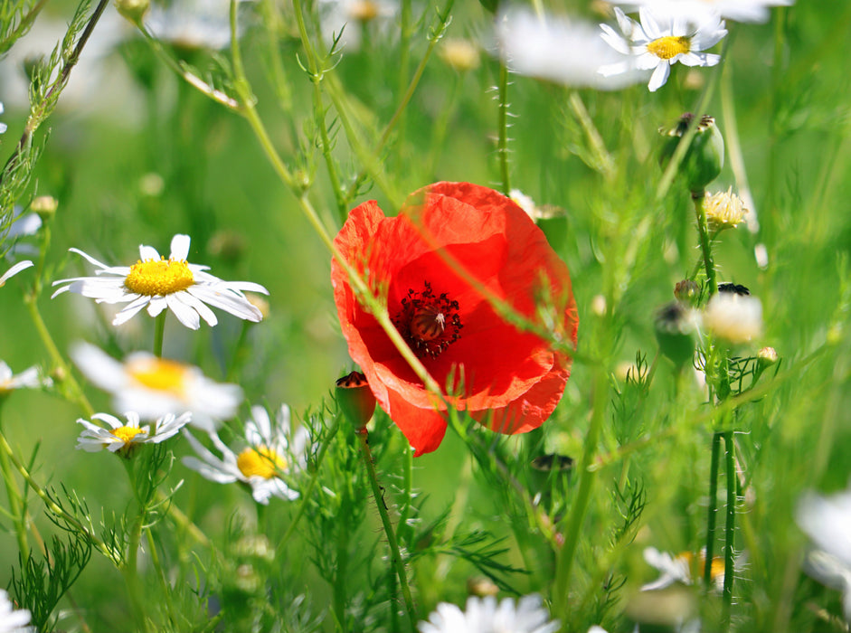 Red poppies and daisies - CALVENDO photo puzzle 