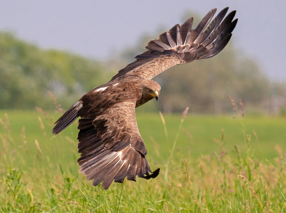 Schreiadler, Altvogel im Anflug 2000 Teile Puzzle quer - CALVENDO Foto-Puzzle'