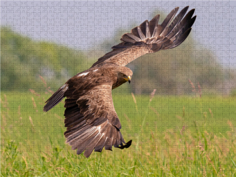 Schreiadler, Altvogel im Anflug 2000 Teile Puzzle quer - CALVENDO Foto-Puzzle'