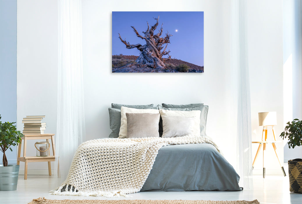 Premium Textile Canvas Premium Textile Canvas 120 cm x 80 cm landscape Bristlecone Pine, Eastern Sierra, California, USA 