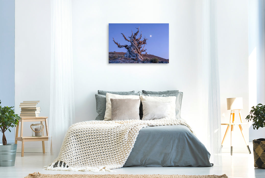 Premium Textile Canvas Premium Textile Canvas 120 cm x 80 cm landscape Bristlecone Pine, Eastern Sierra, California, USA 