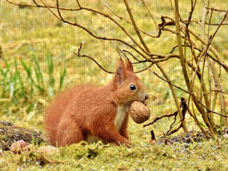 Eichhörnchen mit Walnuss - CALVENDO Foto-Puzzle'
