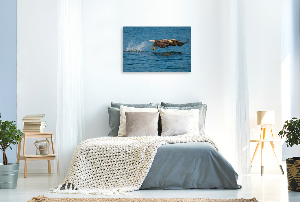 Premium textile canvas Premium textile canvas 120 cm x 80 cm across A motif from the calendar THE SEA EAGLE A portrait of the largest bird of prey in Central Europe 