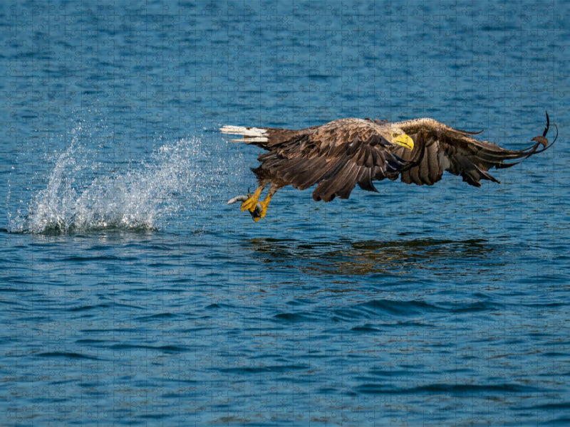 Ein Motiv aus dem Kalender DER SEEADLER Ein Portrait des größten Greifvogels Mitteleuropas - CALVENDO Foto-Puzzle'