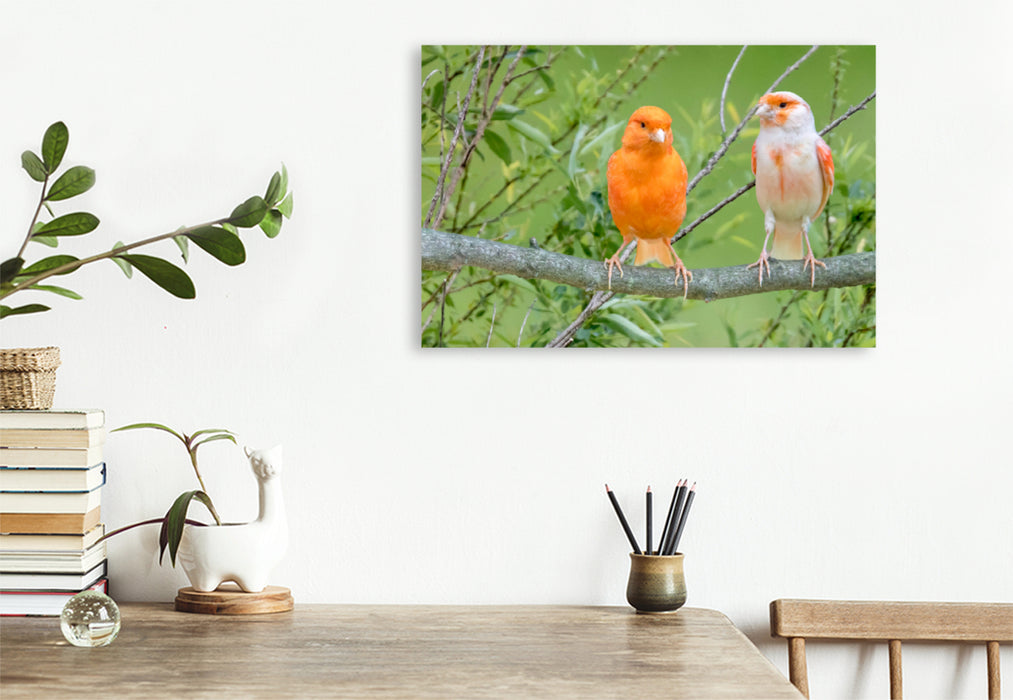 Premium textile canvas Premium textile canvas 120 cm x 80 cm landscape Two canaries 