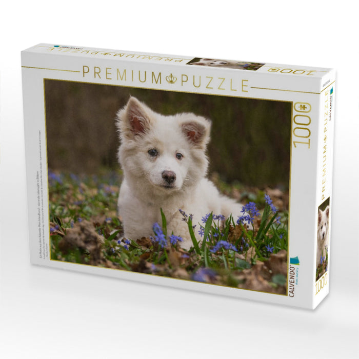Ein Motiv aus dem Kalender Mein Islandhund - das erste Lebensjahr in Bildern - CALVENDO Foto-Puzzle'