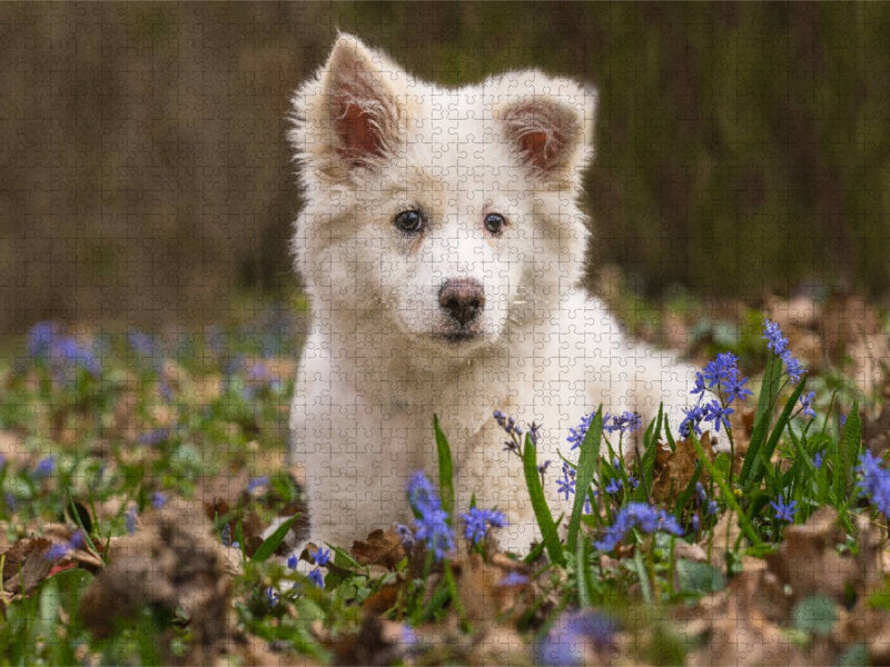 Ein Motiv aus dem Kalender Mein Islandhund - das erste Lebensjahr in Bildern - CALVENDO Foto-Puzzle'