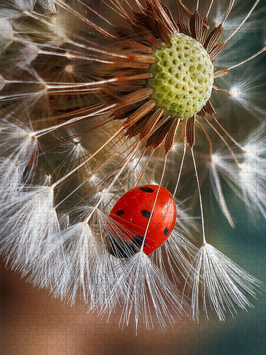 Marienkäfer versteckt sich - CALVENDO Foto-Puzzle'