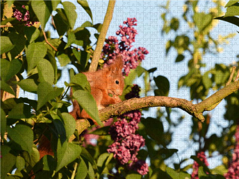 Écureuil lilas - Puzzle photo CALVENDO 