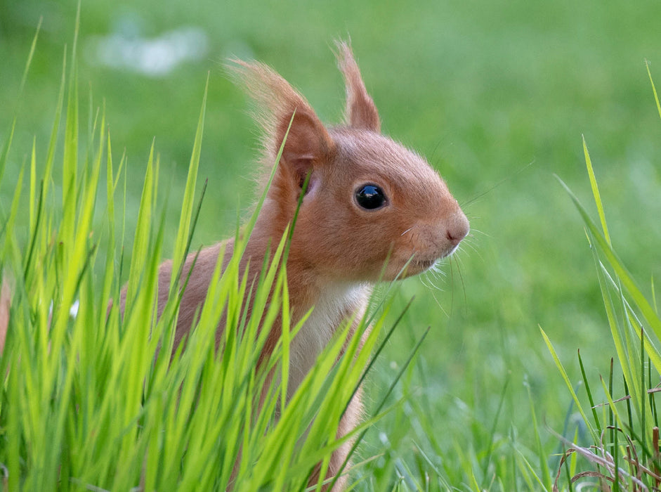 Frühlings-Eichhörnchen im grünen Gras 2000 Teile Puzzle quer - CALVENDO Foto-Puzzle'